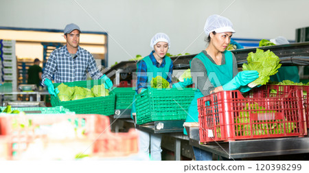 Women and man sorting lettuce in vegetable factory 120398299