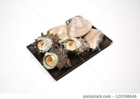 Clams and turban shells on a plate 120398646