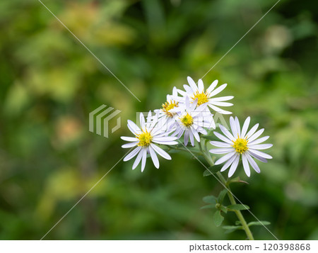 Wildflower blooming in the autumn field 120398868