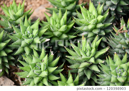Haworthia (succulent plant) Haworthia (succulent plant) 120398903