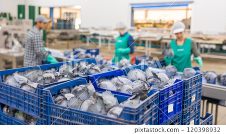 Red cabbages in boxes in sorting shop of vegetable factory Red cabbages in boxes in sorting shop of vegetable factory 120398932