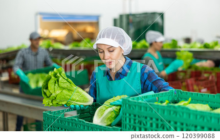 Woman in apron stacking lettuce in vegetable warehouse Woman in apron stacking lettuce in vegetable warehouse 120399088