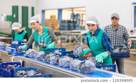 Young female employee of vegetable factory sorting red cabbages 120399095