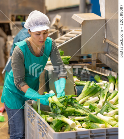 Workwoman washing green onions on sorting line in vegetable processing factory Workwoman washing green onions on sorting line in vegetable processing factory 120399097