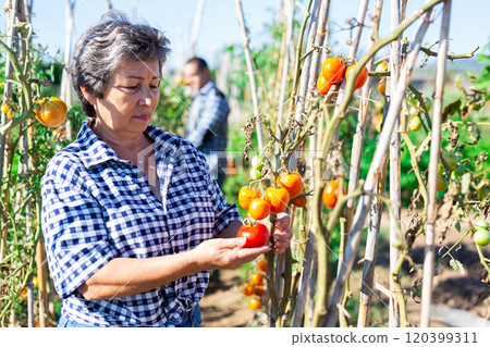 Elderly woman gardener harvesting tomatoes on vegetable garden 120399311