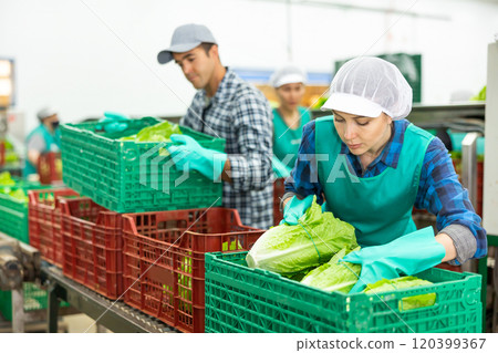 Woman in apron stacking lettuce in vegetable warehouse 120399367