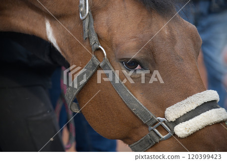Close-Up of a Horse's Eye and Face 120399423
