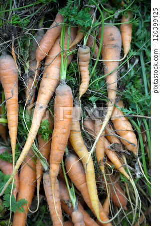 Freshly harvested organic carrots with green tops in a garden 120399425