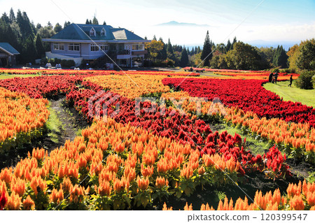 Kuju Flower Park (Oita Prefecture) Kuju Flower Park (Oita Prefecture) 120399547