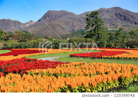 Kuju Flower Park (Oita Prefecture) 120399548