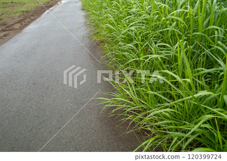 Weeds beside the road Weeds beside the road 120399724