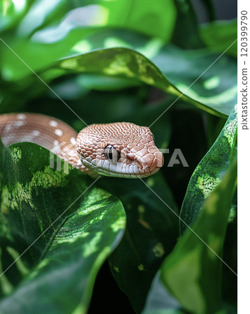 Snake resting on green leaves AI image 120399790