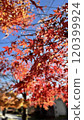 秋葉楓 120399924