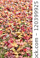 秋葉楓 120399925