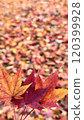 秋葉楓 120399928
