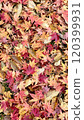 秋葉楓 120399931