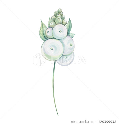 Watercolor snowberry, mistletoe. Hand drawn snowberry, isolated. Realistic white berry with green leaves. Ideal for Christmas and New Year card designs and natural cosmetics packaging Watercolor snowberry, mistletoe. Hand drawn snowberry, isolated. Realistic white berry with green leaves. Ideal for Christmas and New Year card designs and natural cosmetics packaging 120399938