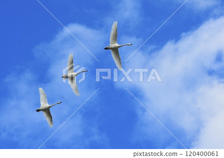 Tundra swan 120400061