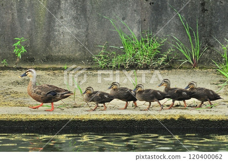 Karmala父親和兒子 120400062