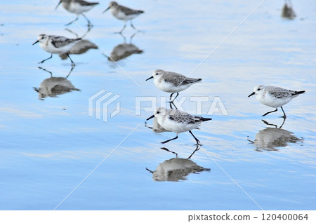 桑德林 桑德林 120400064