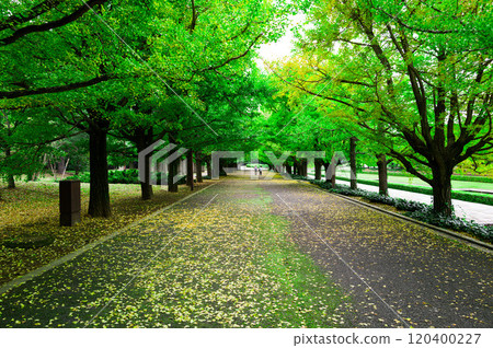 道路被新綠包裹著 120400227