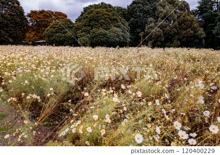秋花波斯菊盛開 120400229