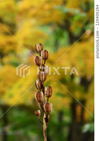 巨型百合和森林與秋葉 120400264