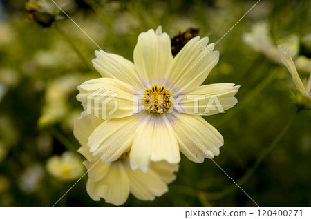 Autumn white cosmos 120400271