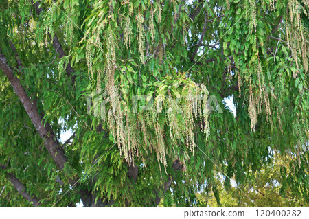 水杉雄花序（秋季、11月） 120400282