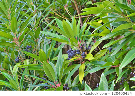黑柚葉果（秋季、11 月） 120400434