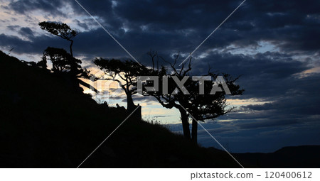 Weathered trees at dusk, New Zealand. 120400612