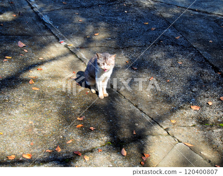 Pretty kitten 120400807