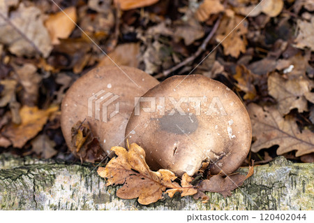 Mushrooms dotting the ground among vibrant autumn leaves in a tranquil forest setting Mushrooms dotting the ground among vibrant autumn leaves in a tranquil forest setting 120402044