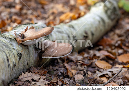 In a nearby forest, mushrooms thrive abundantly on a fallen log, flourishing in their habitat 120402092