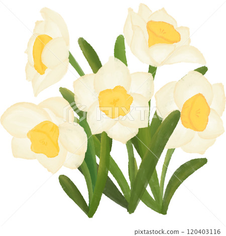 Narcissus is the birth flower of December. 120403116