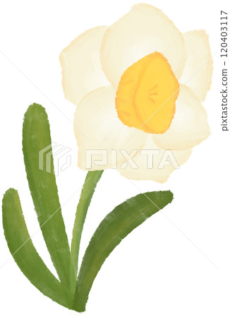 Narcissus is the birth flower of December. 120403117