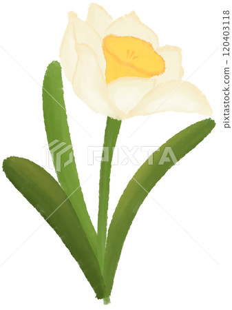 Narcissus is the birth flower of December. Narcissus is the birth flower of December. 120403118