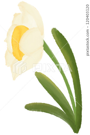 Narcissus is the birth flower of December. 120403120
