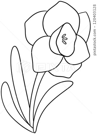 Narcissus Coloring Pages flower of December Narcissus Coloring Pages flower of December 120403128