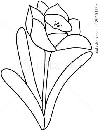 Narcissus Coloring Pages flower of December Narcissus Coloring Pages flower of December 120403129