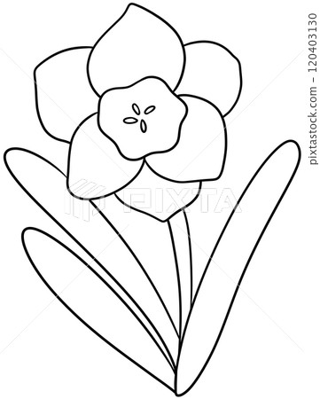Narcissus Coloring Pages flower of December Narcissus Coloring Pages flower of December 120403130
