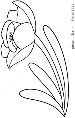 Narcissus Coloring Pages flower of December 120403131