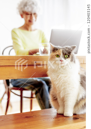 A cat roaming freely inside the house A cat roaming freely inside the house 120403145