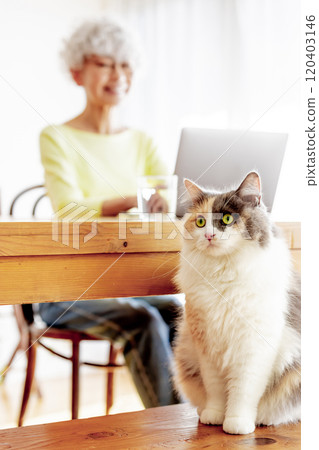 A cat roaming freely inside the house 120403146