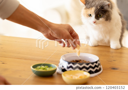 A cat that is concerned about food and sneaks up on you 120403152