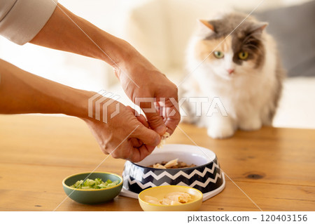 一隻擔心食物並偷偷靠近你的貓 120403156