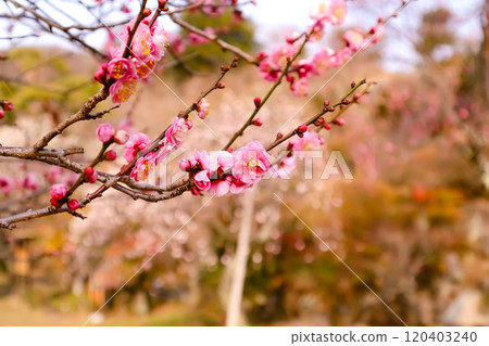 Kobai Kobai 120403240