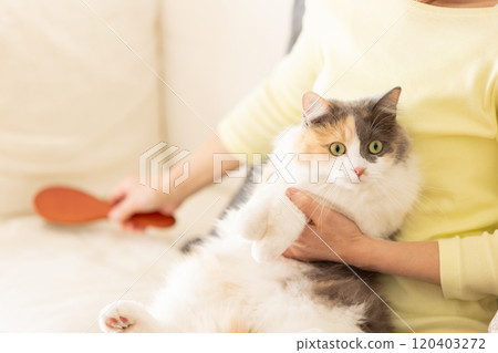 Woman brushing a cat Woman brushing a cat 120403272