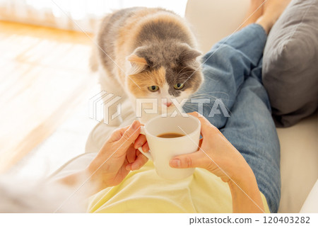 A cat who wants to play with its owner A cat who wants to play with its owner 120403282
