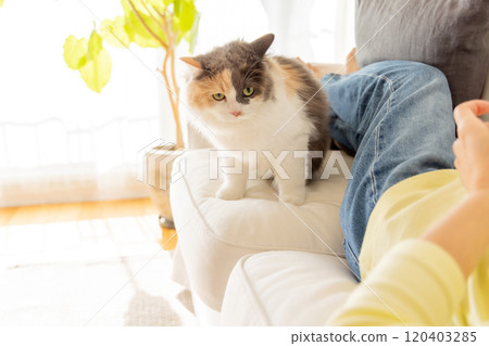 Cats snuggling up to humans 120403285